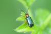Oulema sp.